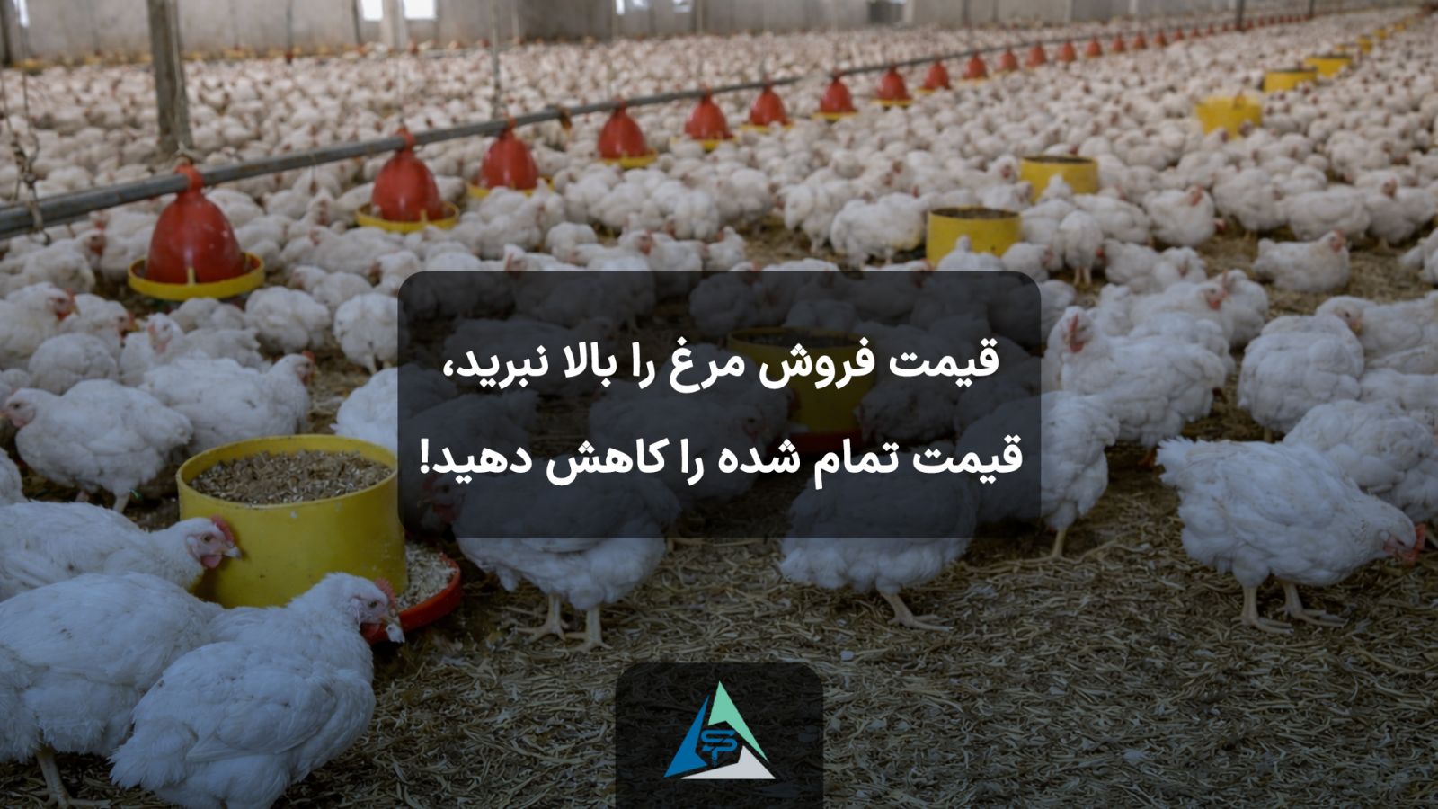 قیمت فروش مرغ را بالا نبرید، قیمت تمام شده را کاهش دهید!